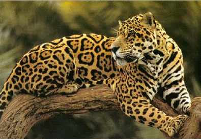 Jaguar on Jaguar